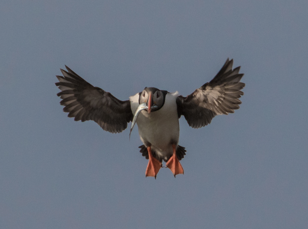 Nature In Class B By Terrie Ulery For Dinner Delivery NOV-2018.jpg